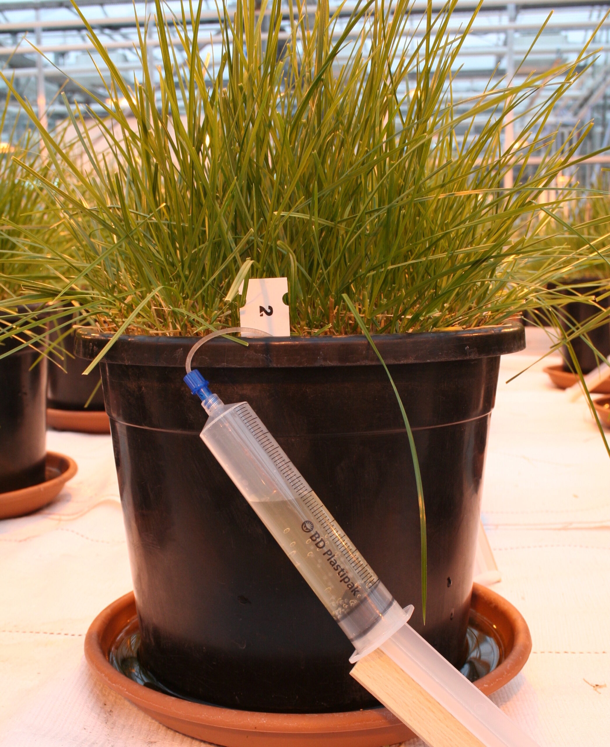 Rhizon soil moisture sampler in pot - kopie