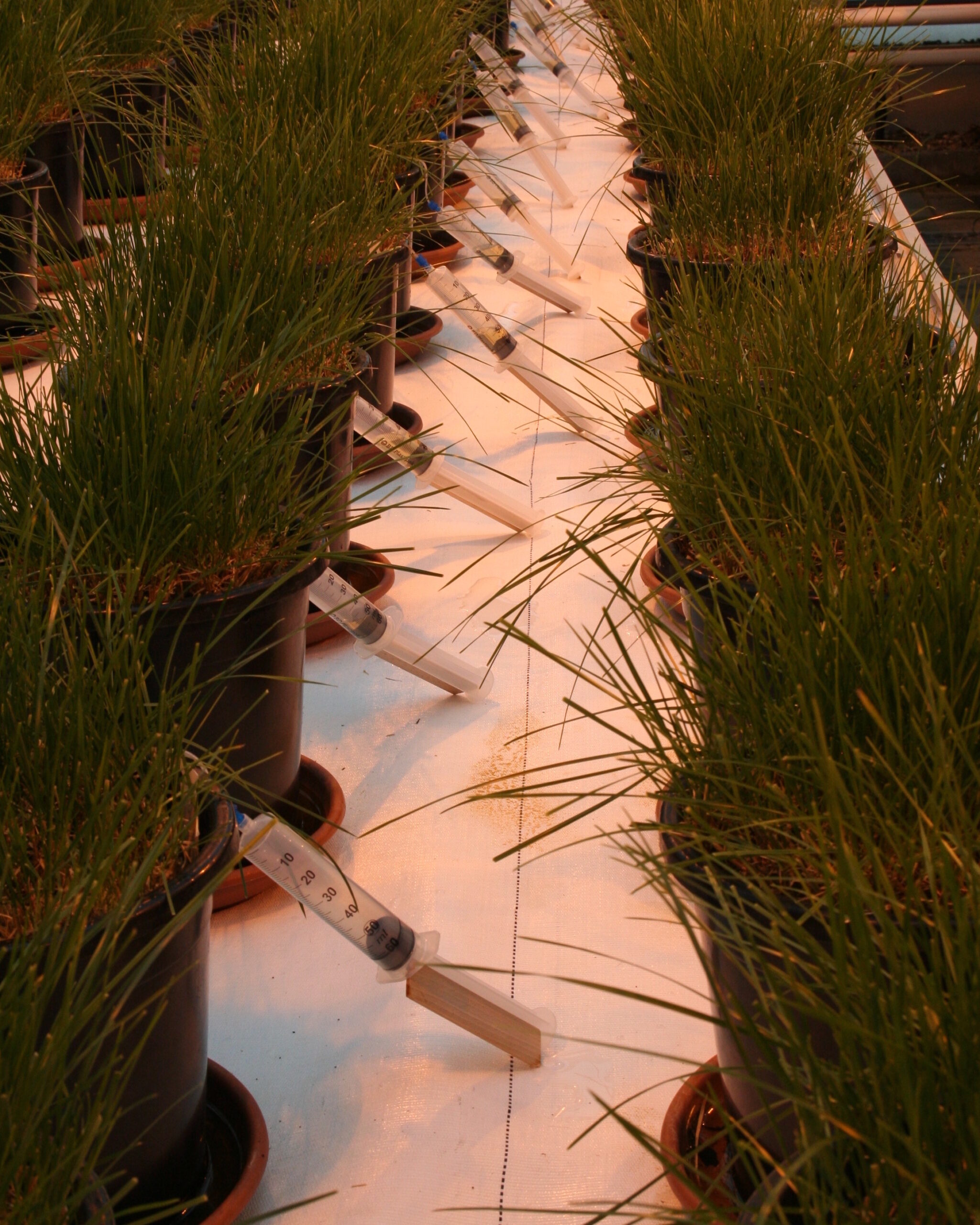Rhizons in greenhouse test kopie